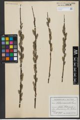Foto von Salix viminalis L.